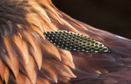 Creation of Metallic Eagle: Step 4